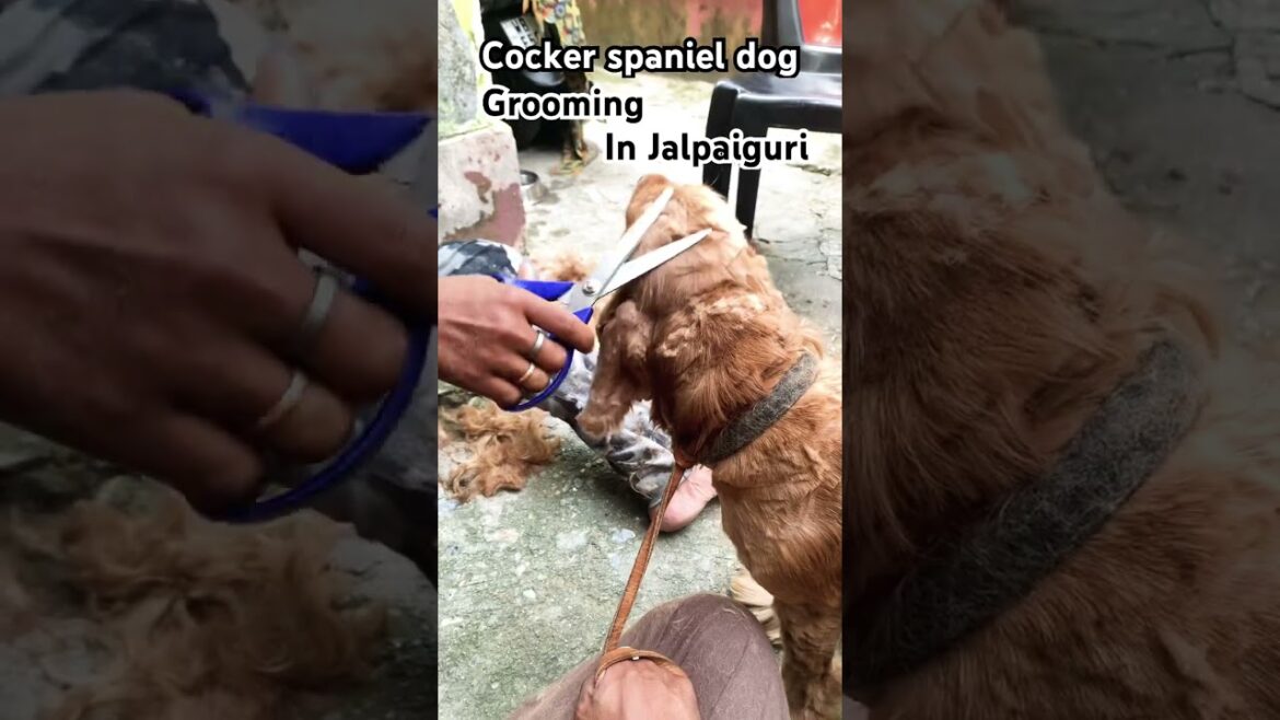 Cocker spaniel dog || grooming || #shortsfeed #song #shortsviral #pets #cute #dogbreed #hostellife