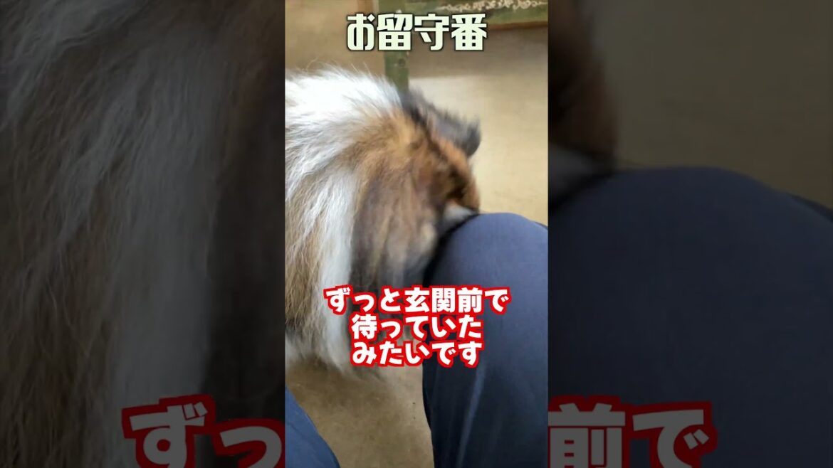 お留守番 #犬のいる暮らし #可愛い #シェルティー のいる生活 #犬 #puppy #癒し