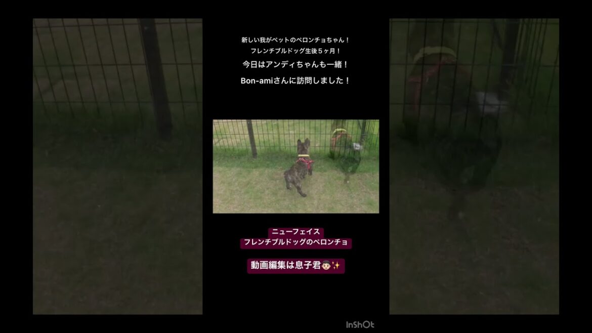 【フレンチブルドッグ】ドーベルマンとフレブルパピー！！ #doberman #ドーベルマン#フレブル#フレンチブルドッグ