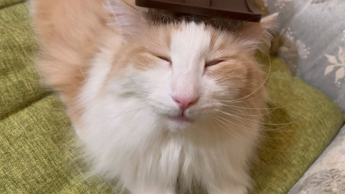 【リラックス♪】もふ猫達の、のんびりまったりリラックスタイム♡ノルウェージャンフォレストキャットとターキッシュアンゴラ