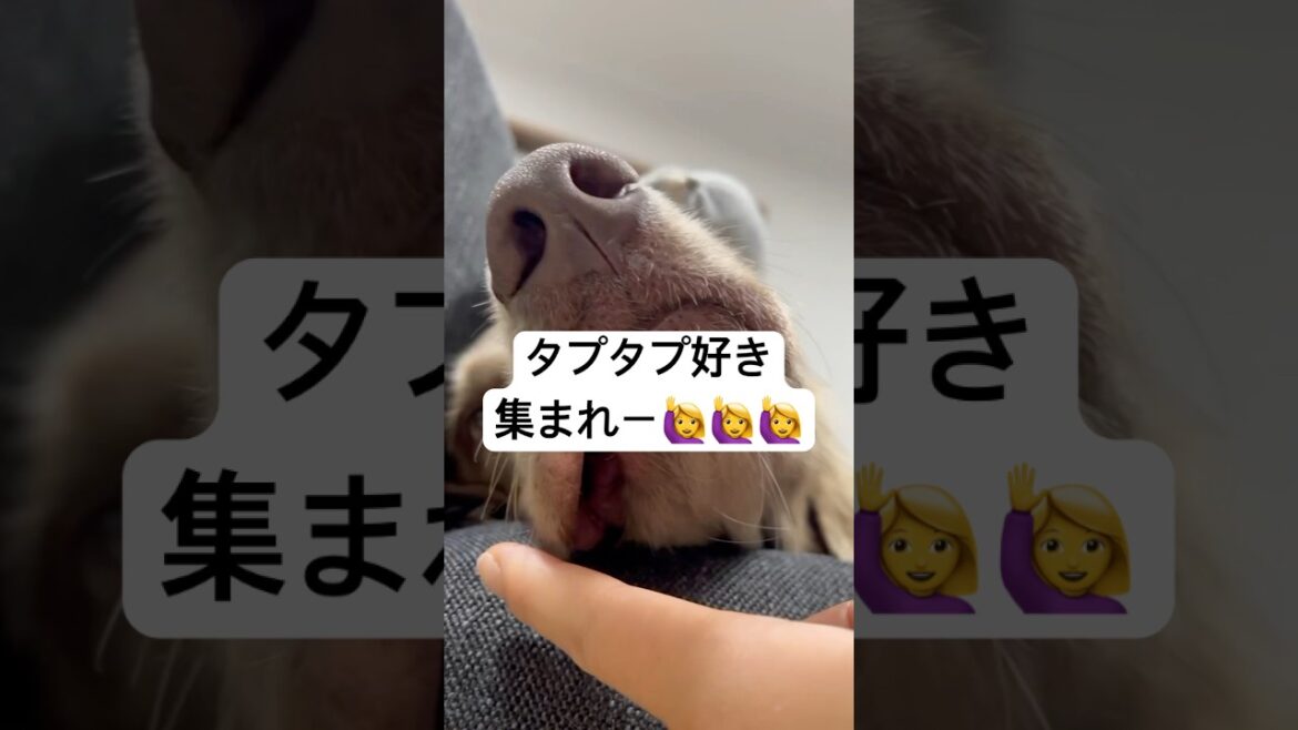 タプタプが好きすぎて触りすぎてしまう🤤#大型犬 #犬のいる暮らし #ワイマラナー#ワイマラナーロングヘアード #dog#wiemaraner #shorts #ルルちゃんのルンルンちゃんねる