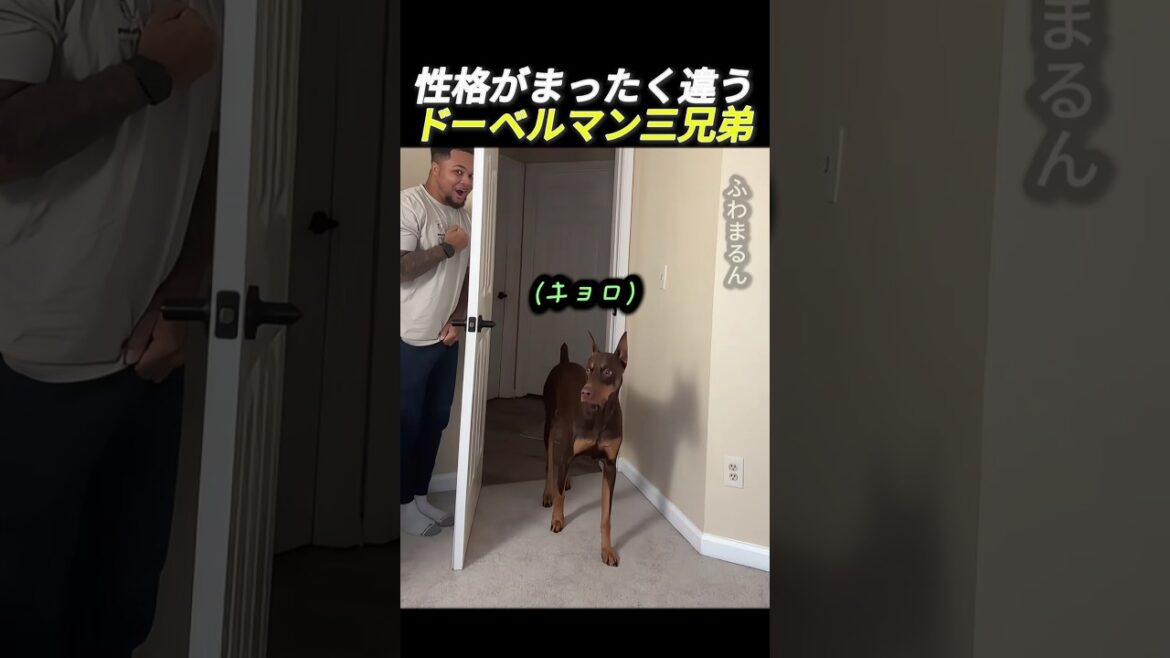 性格がまったく違うドーベルマン三兄弟