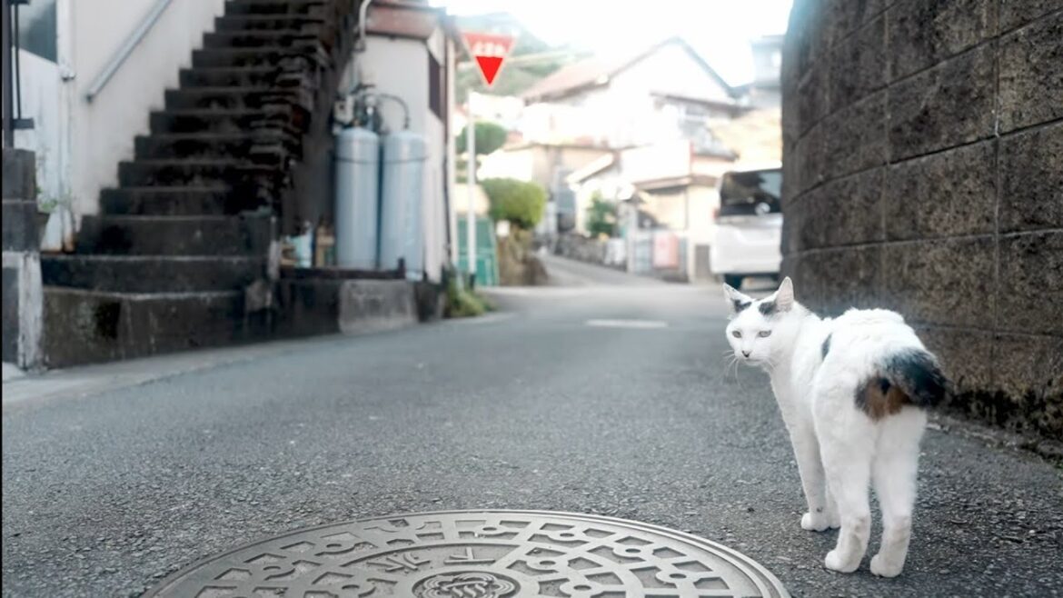 さんぽねこのゆきちゃん│パパ！ちゃんと付いてきてね！のんびりな家猫のお散歩│唯一無二な家猫の町散歩│筆先尻尾のジャパニーズ・ボブテイル│凛とした立ち振る舞い所作は上品でエレガント│熱海│伊豆