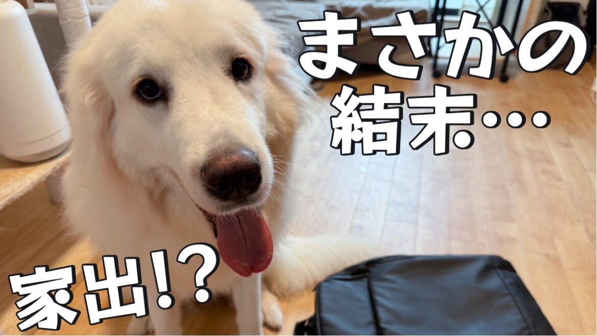 家出を伝えられた超大型犬の反応がこちら…【グレートピレニーズ】