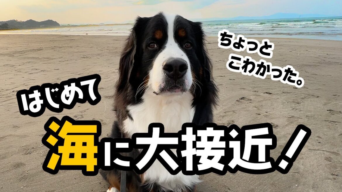 はじめて海に大接近！海辺を散歩したよ【1歳11ヶ月バーニーズ】