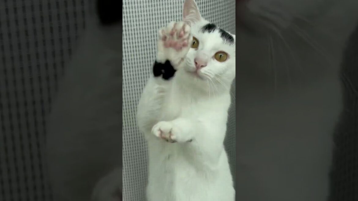 ヤバい！猫ミルクの動きが可愛すぎてワロタw w #保護猫 #ねこ #猫のいる暮らし #shorts＃ミルねーさん