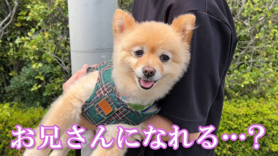 もう少しでお兄さんになる愛犬の甘えん坊が止まりません…