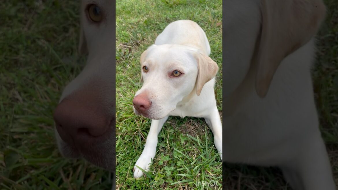Can she do it? #shorts #dogs #labradorretriever #dogtraining #cute