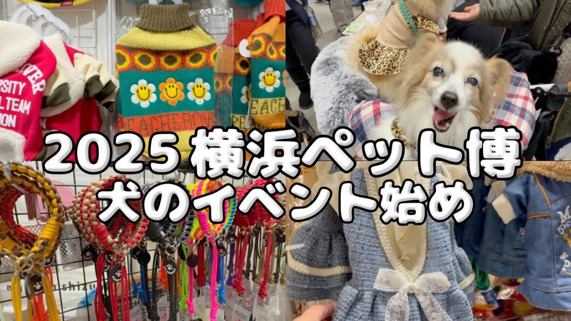 【横浜ペット博2025年】横浜で開催されたイベントに行ってきた🤗 #犬イベント#yokohama #pomeranian  #papillon