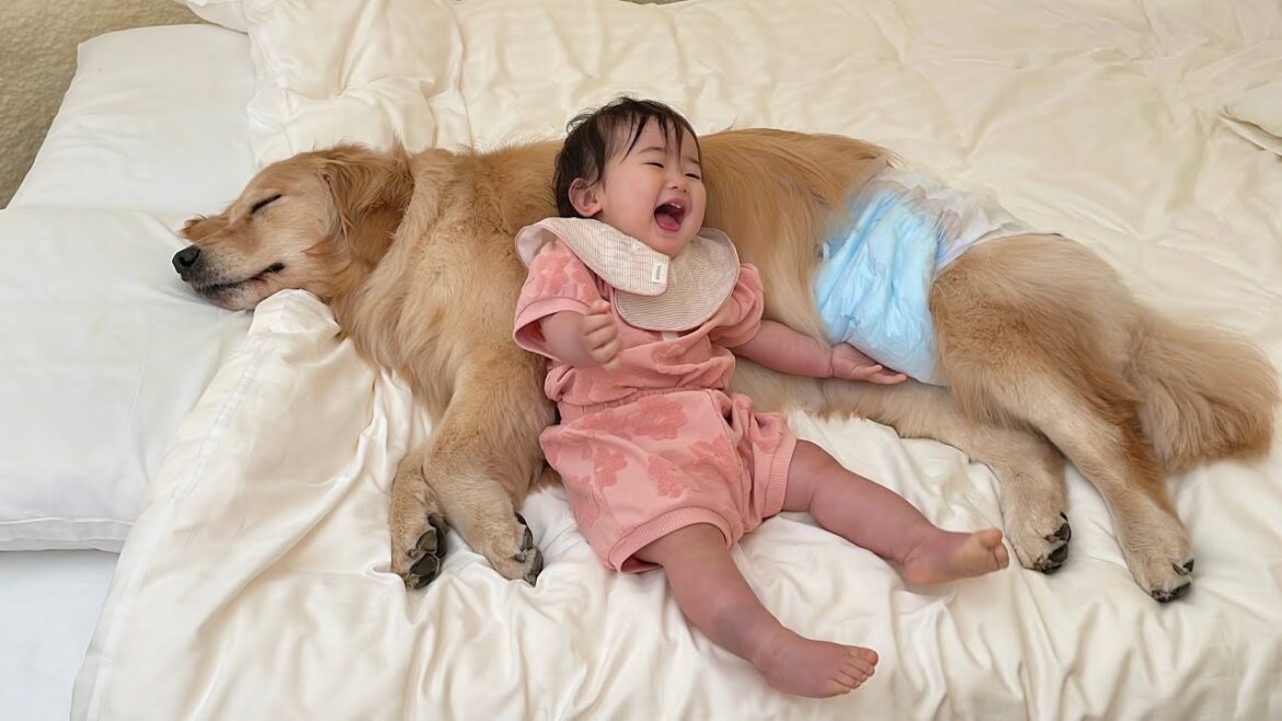 お揃いのオムツ姿に喜びが溢れ出てしまう1歳児とその様子をみてまんざらでもなさそうなゴールデンレトリバー