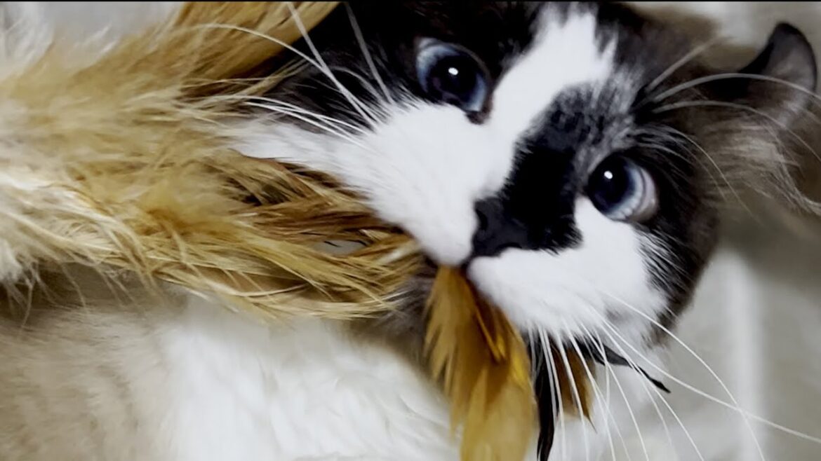 【超頑丈】何年も遊べる猫おもちゃ GiGwi 猫じゃらし キティーティーザー テール&フェザー
