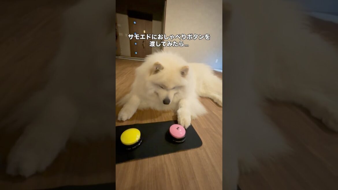 おしゃべりボタンの使い方を間違えてるサモエド　#サモエド #大型犬のいる生活 #大型犬 #samoyed