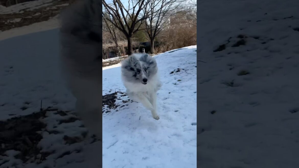 無言でも楽しそうな飼い主と犬さん【シェットランドシープドッグ】
