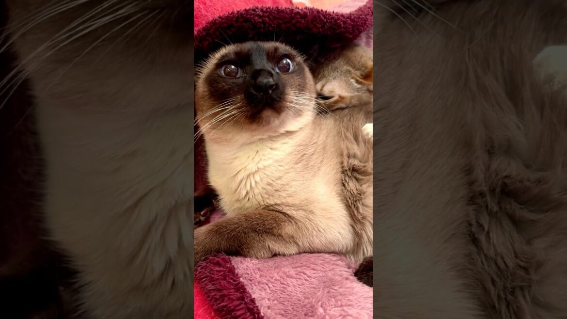 大好きなたぬき猫にどっかり巻きついてペロペロするシンガプーラなのにゃ♪ #cat #シンガプーラ #トンキニーズ#たぬき猫#singapura#tonkinese