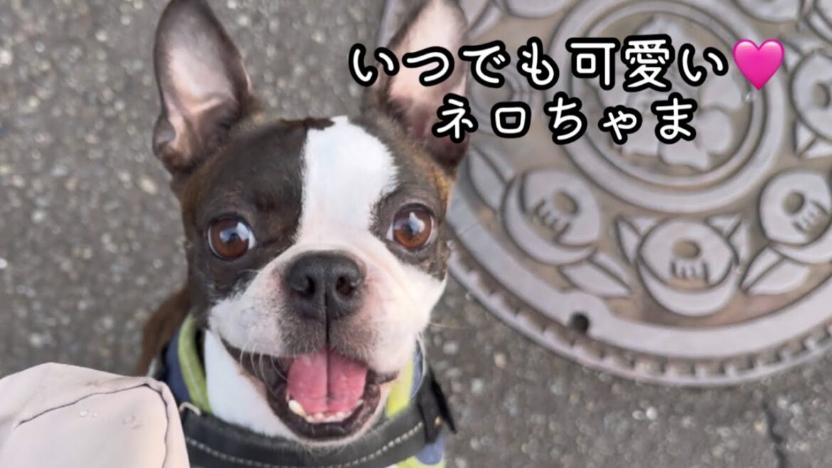 【ボストンテリア　ボステリ】青い瞳のネロ　いつでも可愛いネロちゃま　2025.6.6