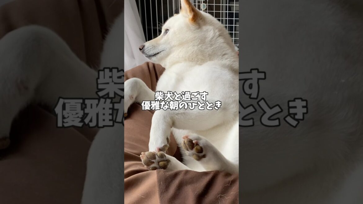 可愛すぎて困っちゃいます🥰　#shorts #柴犬 #犬 #dog