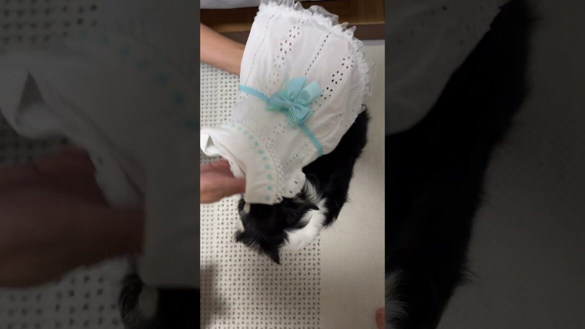 ダイソー犬服をリメイク#shorts[元保護犬チワワとパピヨンのかほご犬s]犬のいる暮らし/愛犬と楽しく過ごすために#daiso #ダイソー#犬服