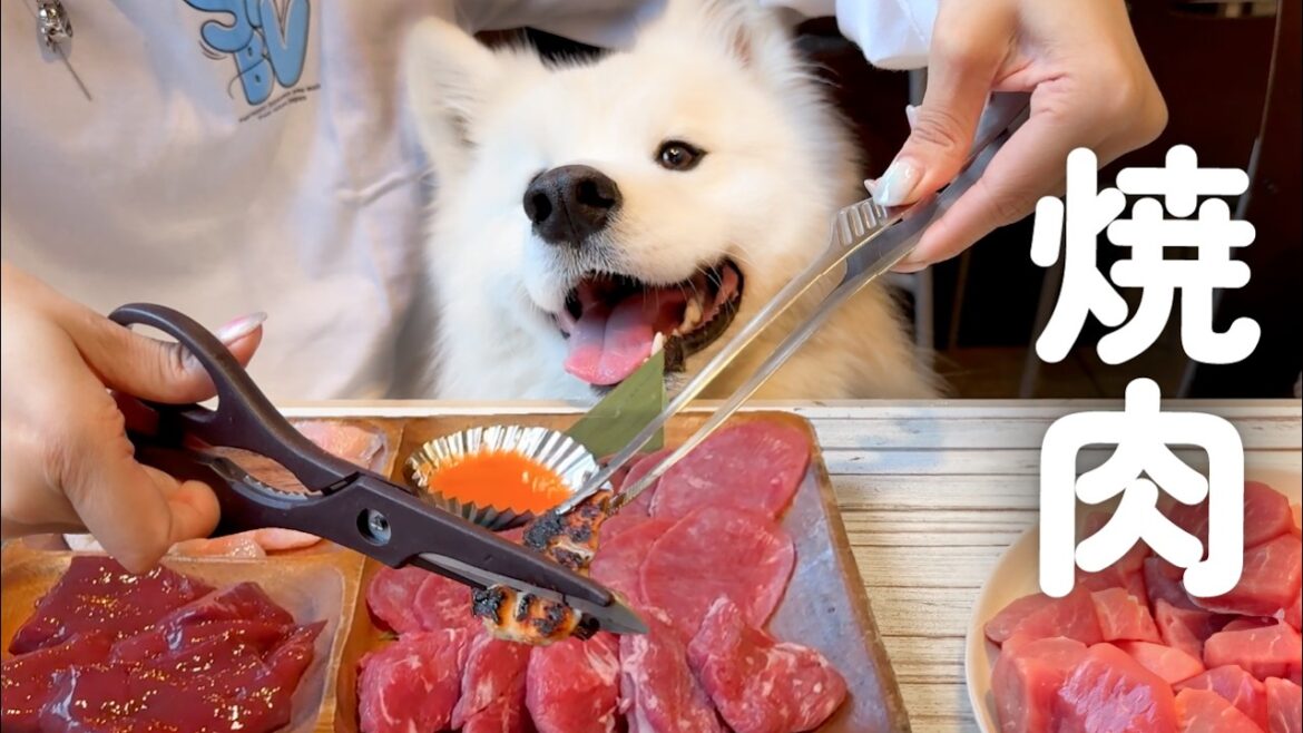 焼肉屋さんでお肉をあざとくおねだりしてくる犬がかわいすぎました…