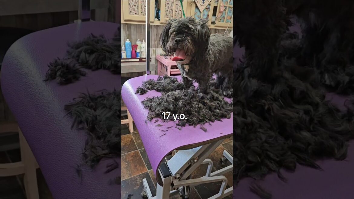 Shih tzu-Lhasa-Apso mix,summer cut ✂️