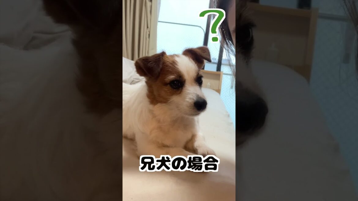 愛犬に突然チューしたらどんな反応するのか/ジャックラッセルテリア