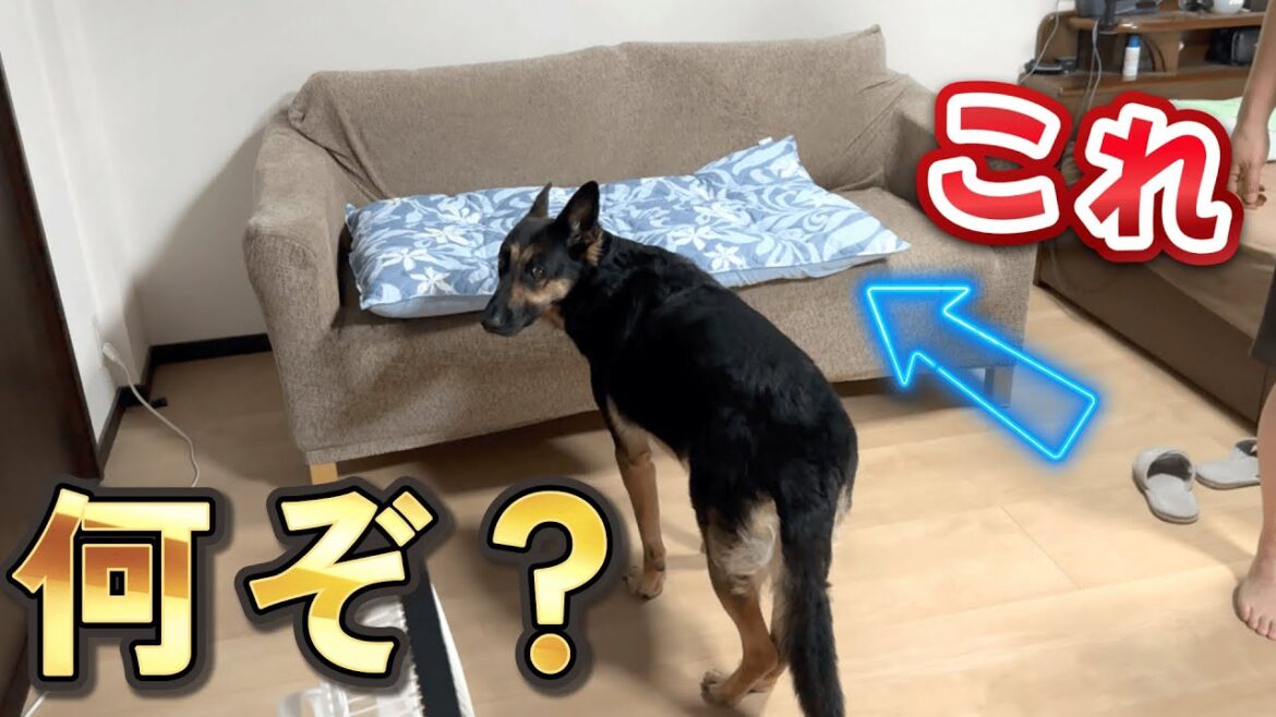 ひんやりマットが激安だったので買ってみたら、愛犬の反応がお値段以上でしたw ひんやりマットが激安だったので買ってみたら、愛犬の反応がお値段以上でしたw