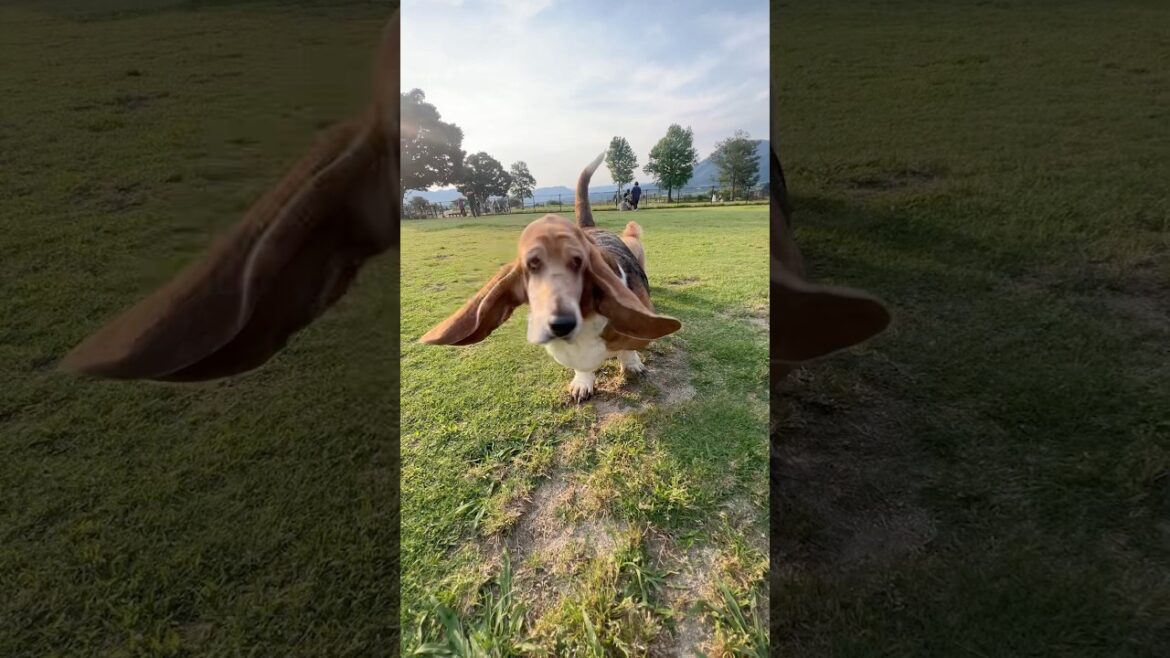 小型犬に怒られて我に返る犬