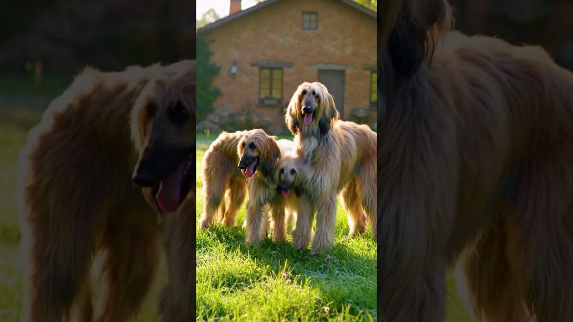 Meet the STUNNING Afghan Hound Family With NATURAL Talent!  #puppy #dogbreed #cute #cuteanimal