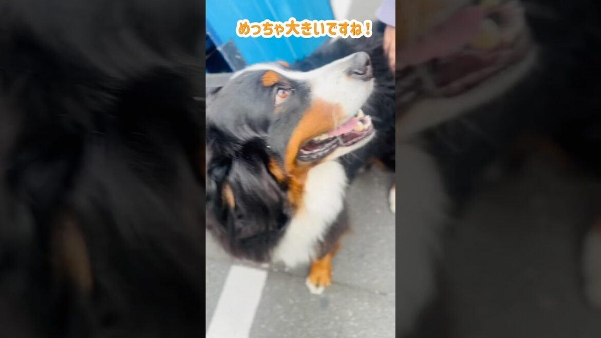 喜んでもらえた‼️視聴者さんに会えたバーニーズ🐾