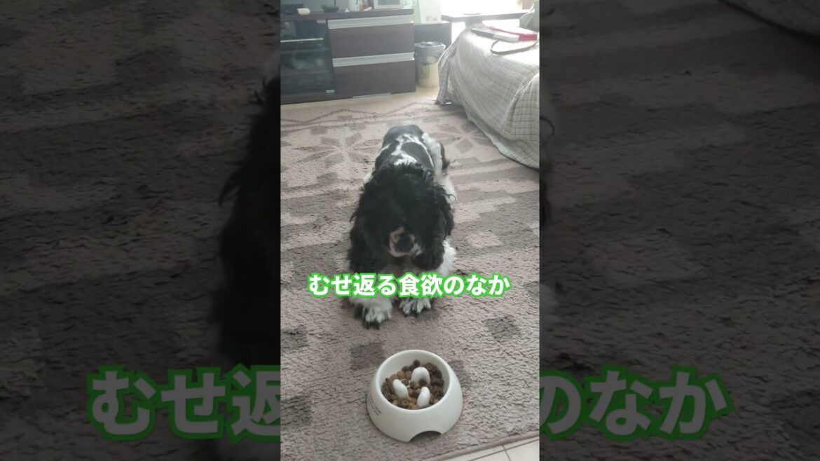 止まってられない#アメリカンコッカースパニエル