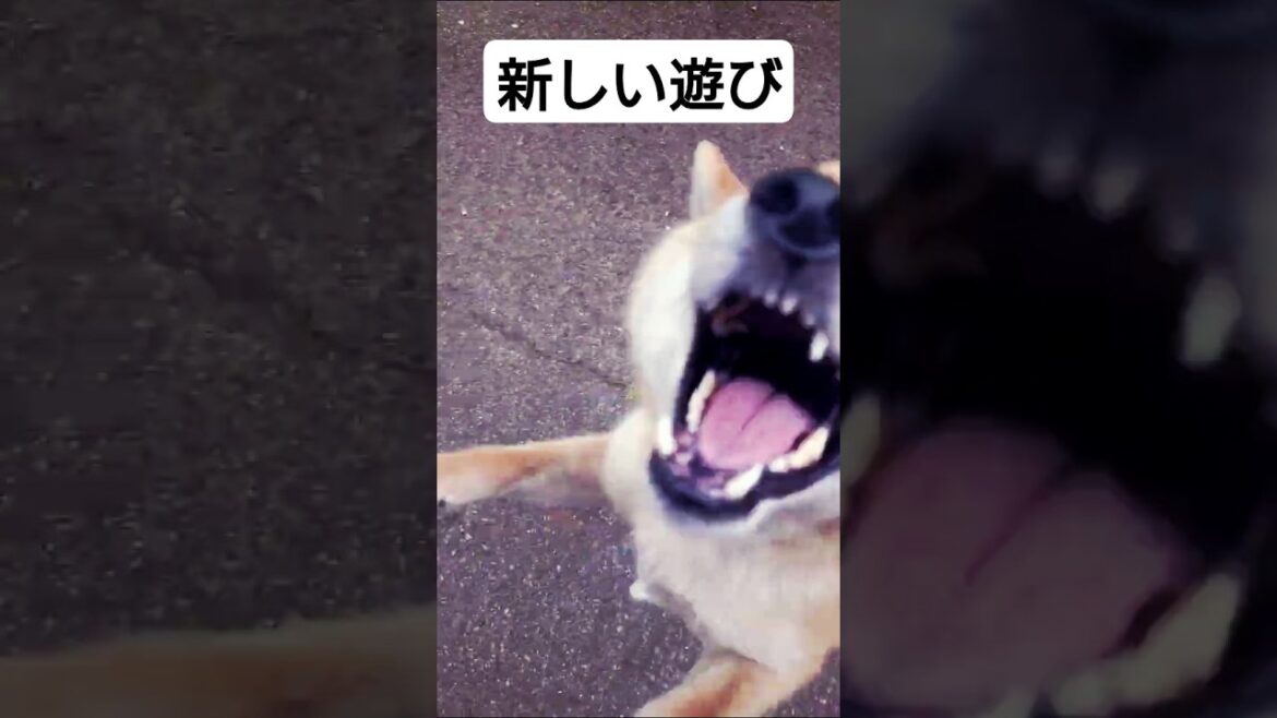 尾っぽなし武蔵#新しい遊び#柴犬
