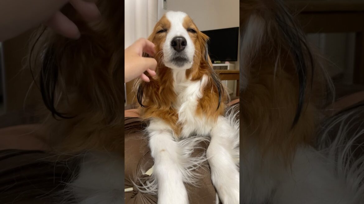 ほっぺがツボなコイケルボーイ。