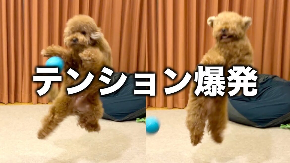 久しぶりの新しいおもちゃに興奮のトイプードル