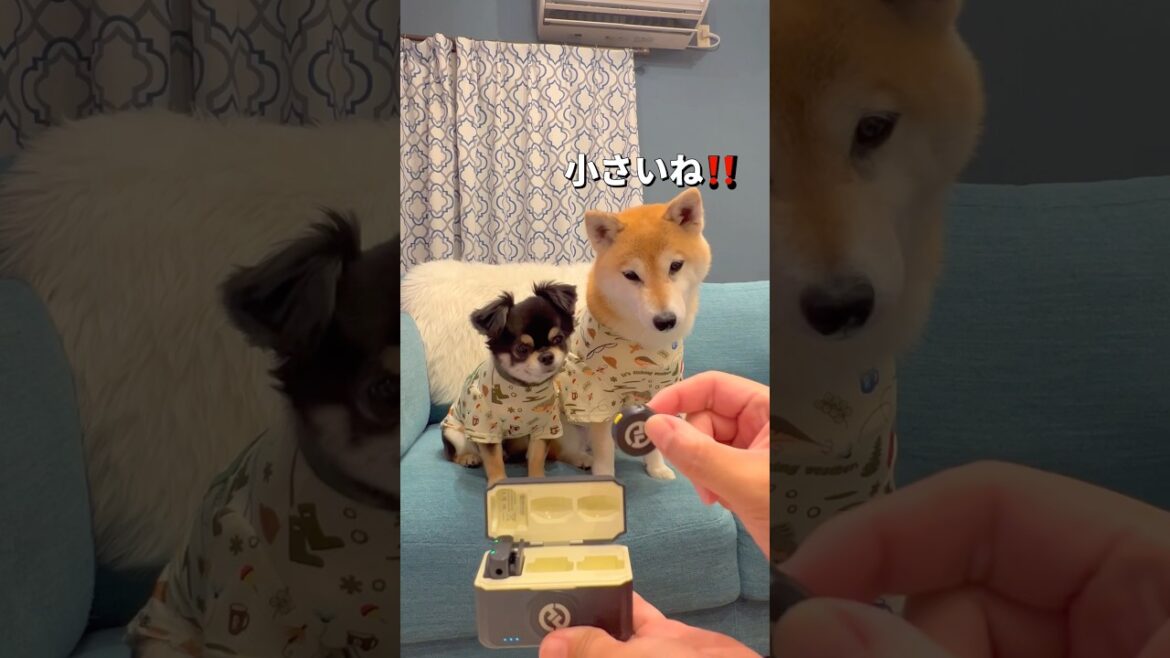 ASMR？🐶#柴犬 #チワワ #shorts