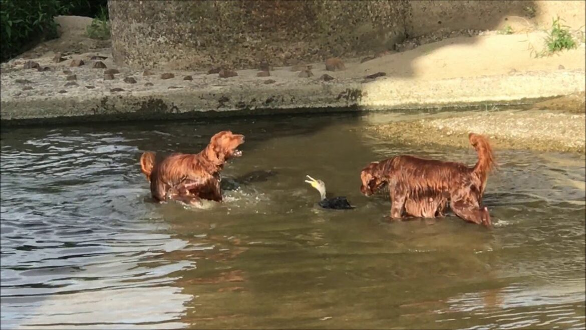 【大型犬と動物】川鵜に興味津々のアイリッシュセター２頭 Irish setter playing with Phalacrocorax carbo