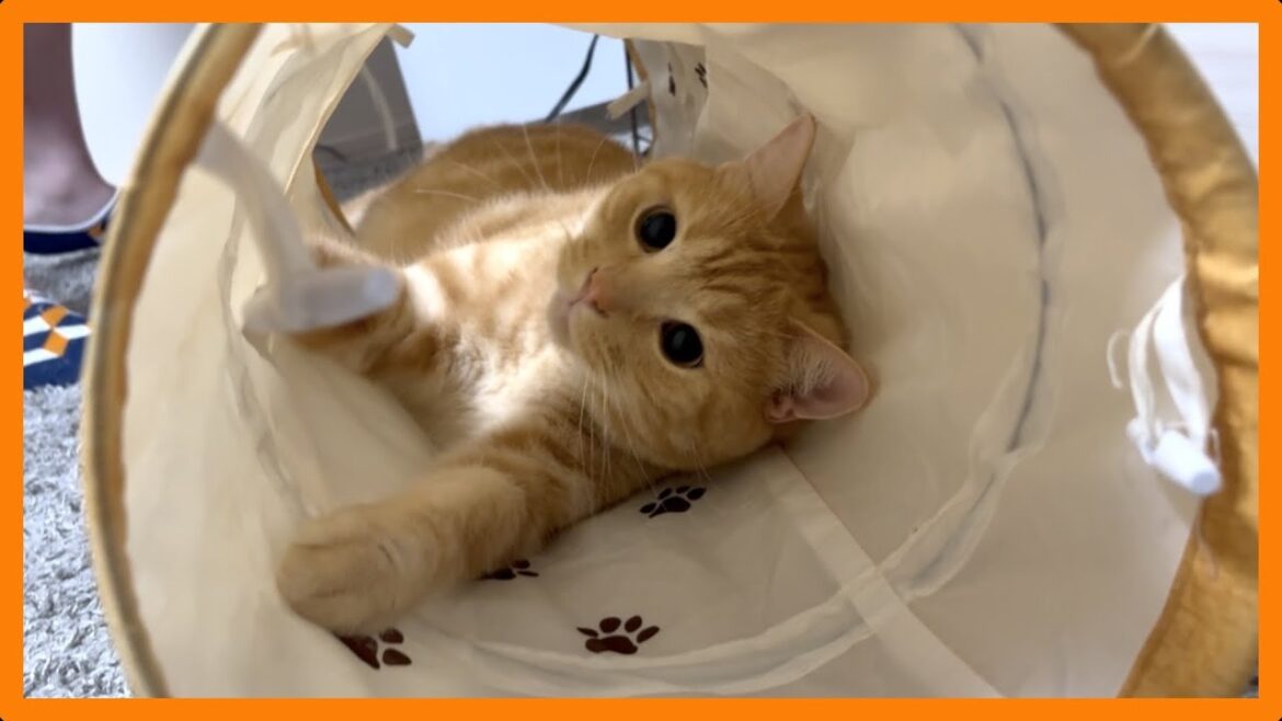 猫と暮らす日常 #99〜隠れかたがかわいすぎる猫〜 猫と暮らす日常 #99〜隠れかたがかわいすぎる猫〜