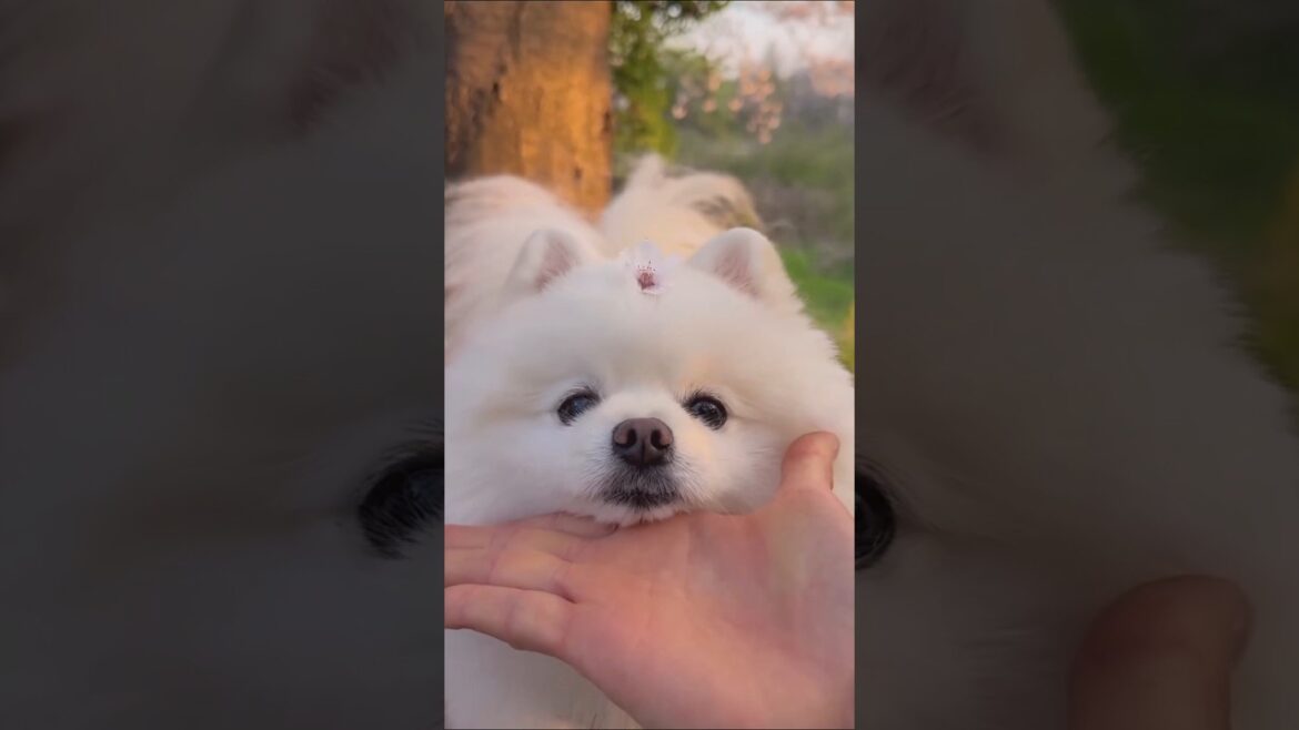 ポメラニアンさん見て癒やされたら寝ろwww #動物 #イヌ #ポメラニアン ポメラニアンさん見て癒やされたら寝ろwww #動物 #イヌ #ポメラニアン