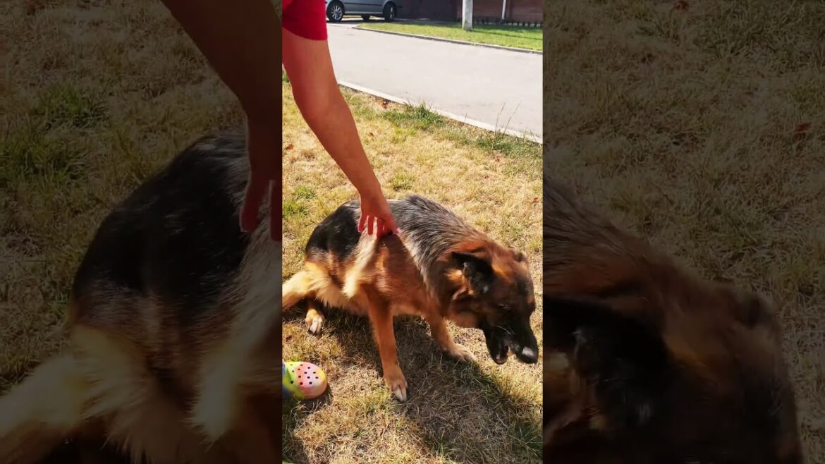 @Fima_life’s mother named Vesana. She’s nine years old. #shorts #dog #germanshepherd