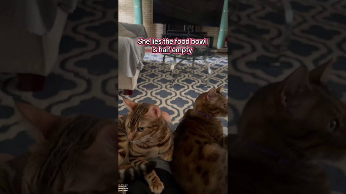 When you need a lap warmer and you got two of them. Do your cats like to lay on your lap?