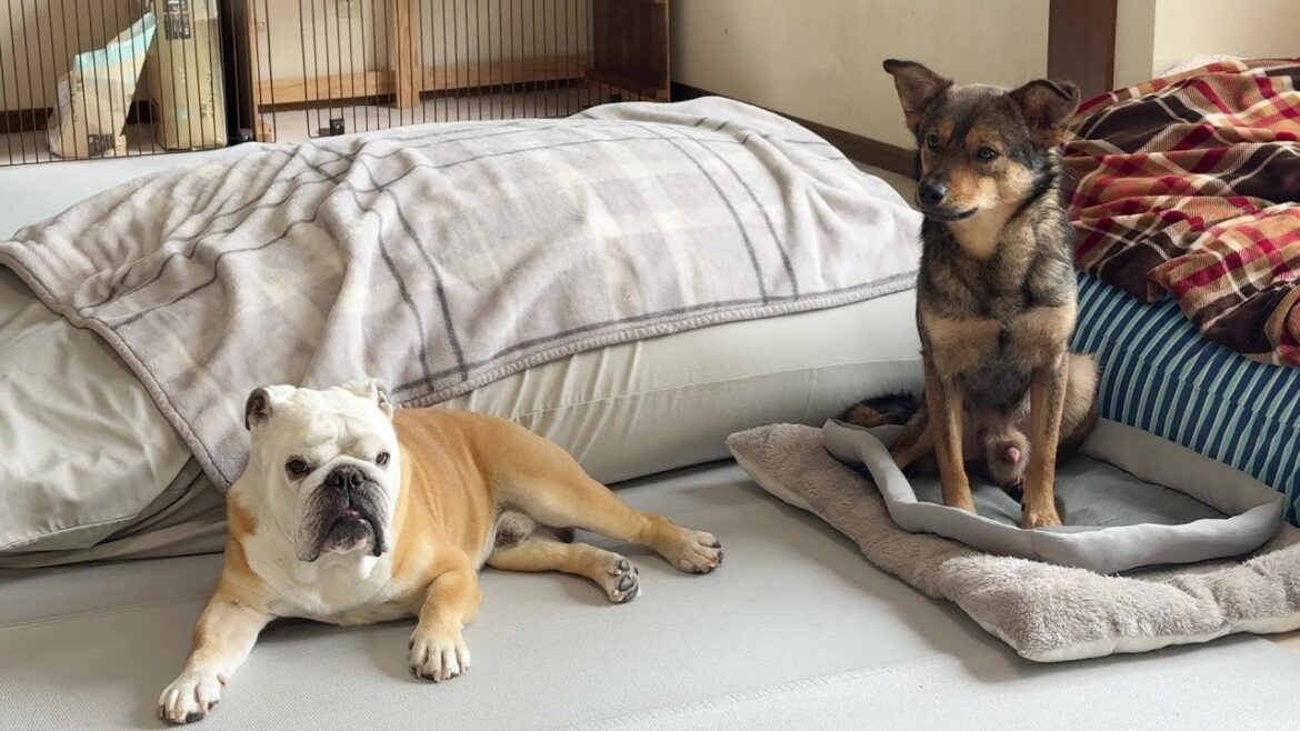性格＆態度が犬並み外れたぶるまるとの共同生活で超ビビりの保護犬も「こんなのでいいんだ？」って思ってくるらしい…