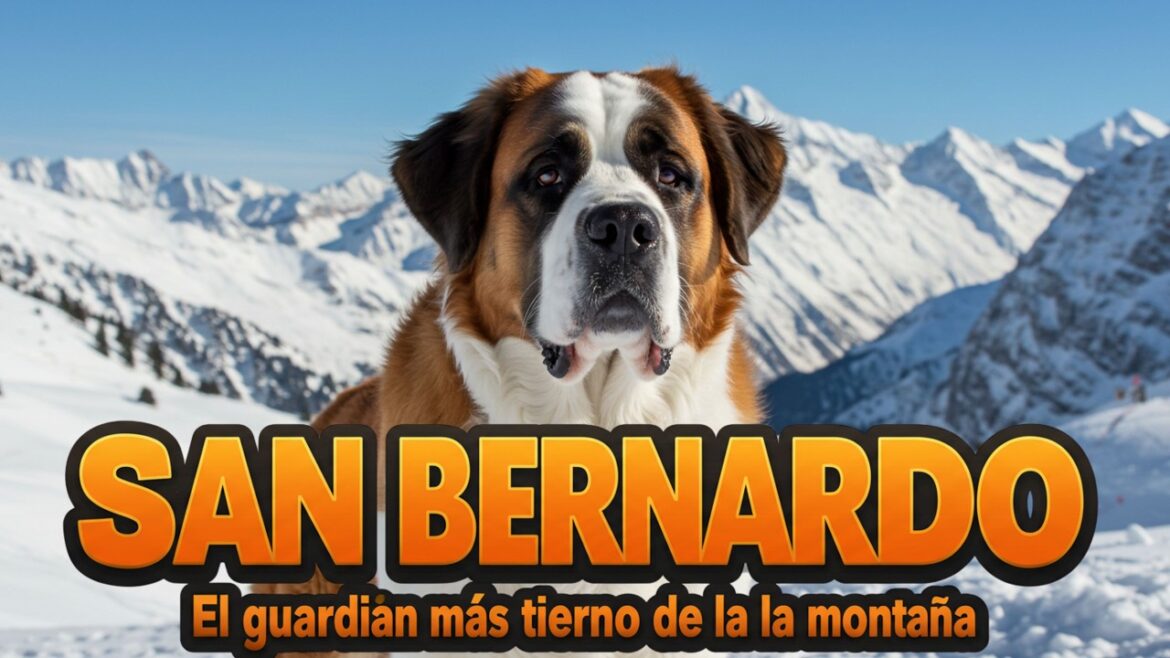 “SAN BERNARDO El guardián más tierno de la montaña 🏔️🐾”