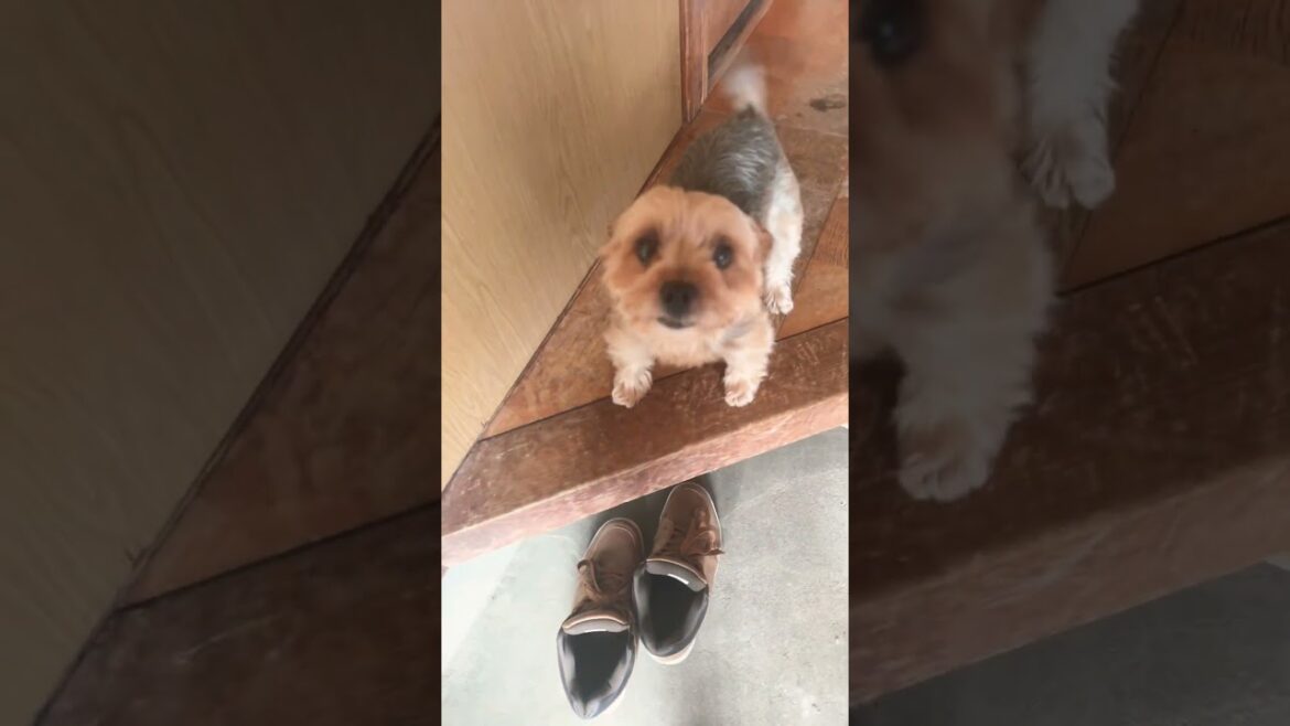 くるくる回るヨーキー￼#ヨークシャーテリア