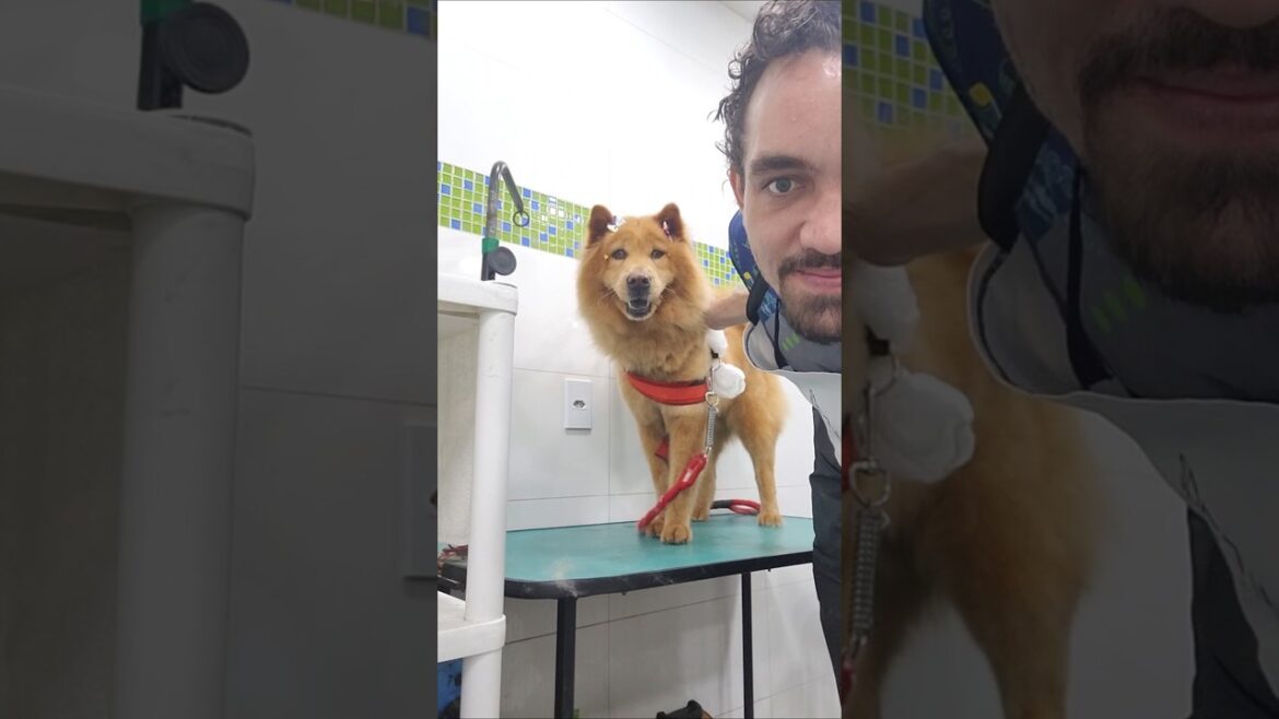 Preparando o pet para ir para casa. Olhem a expressão da chow chow no final. Gratificante!!!