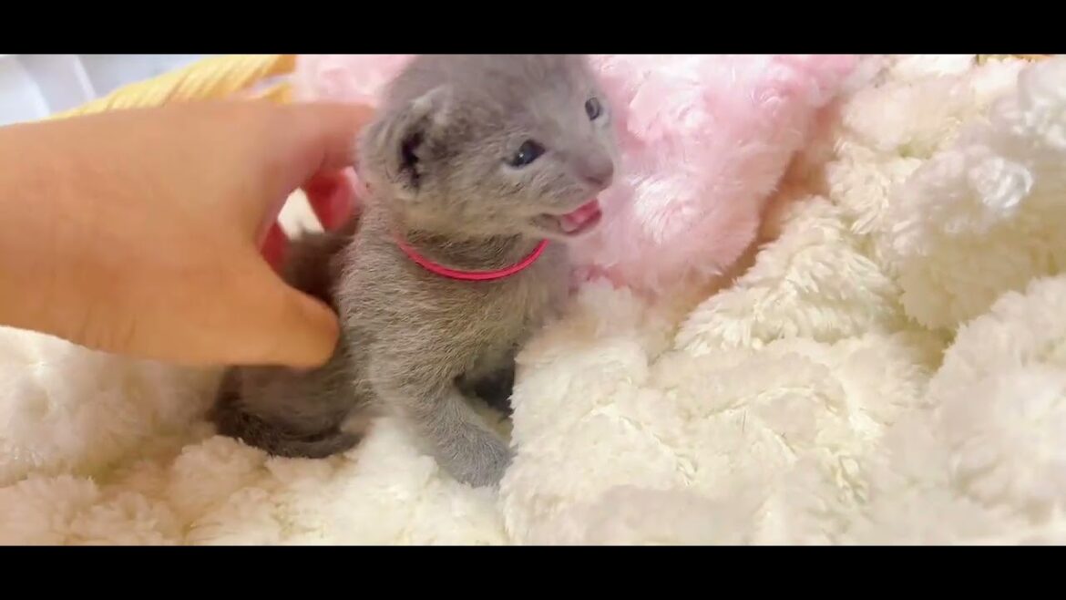 ロシアンブルー とっても穏やかな美人ちゃんです😊🎀