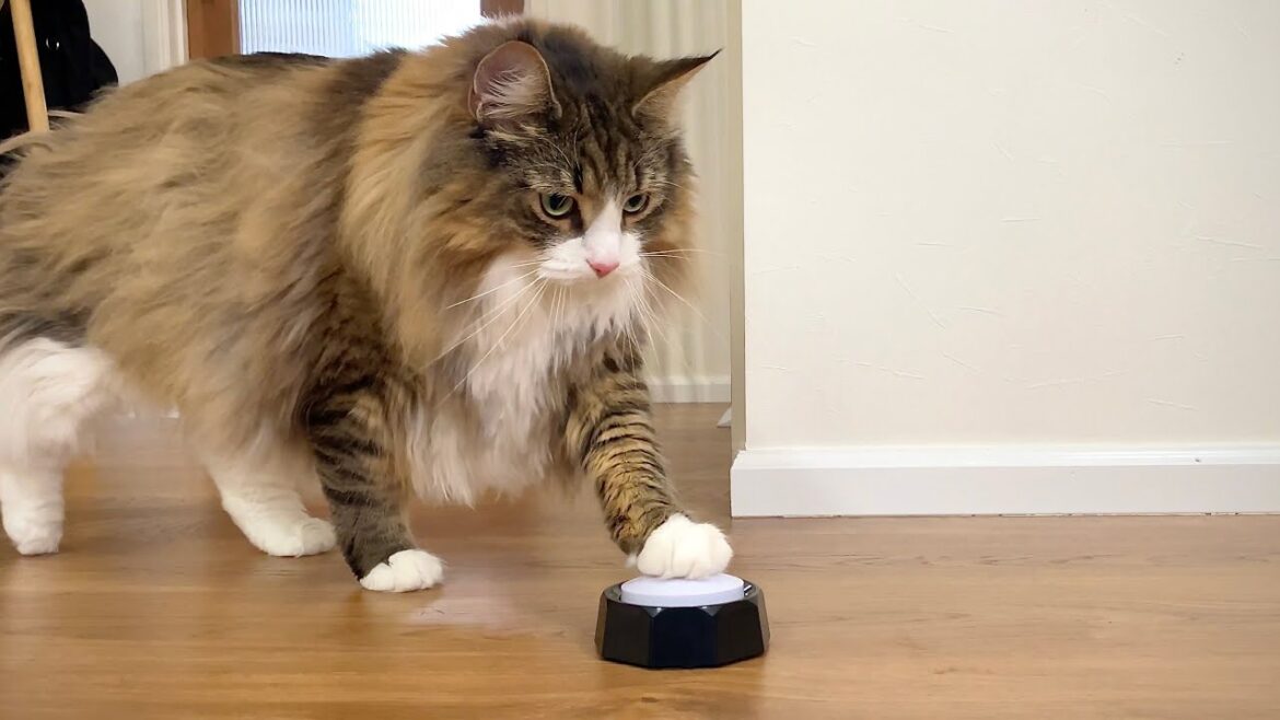 猫と会話できるボタンを設置したらとんでもないことになりました 猫と会話できるボタンを設置したらとんでもないことになりました