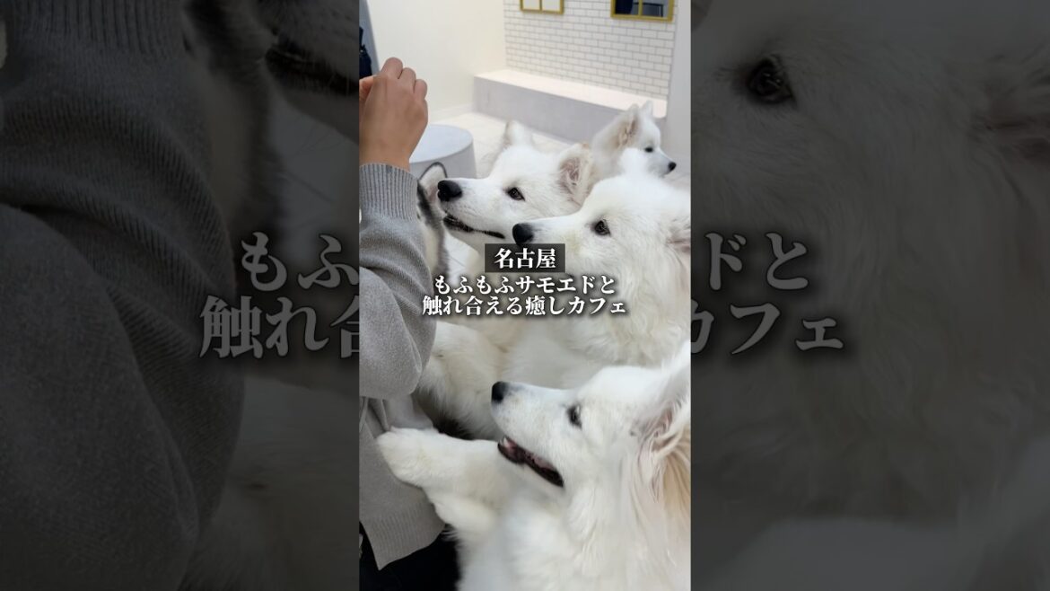 【名古屋】サモエド達と触れ合える癒しのもふもふカフェ