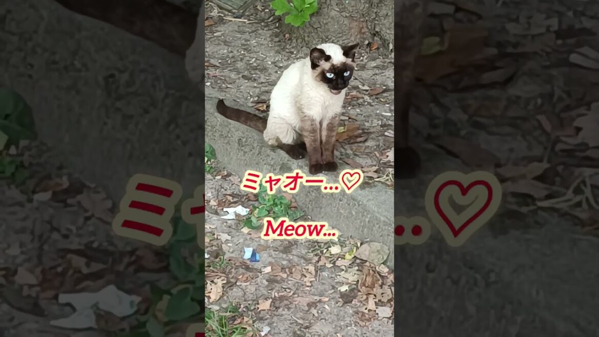 猛暑なのに木陰から出てきてくれたシャム猫Siamese Cat Came Out of the Shade Despite the Heat