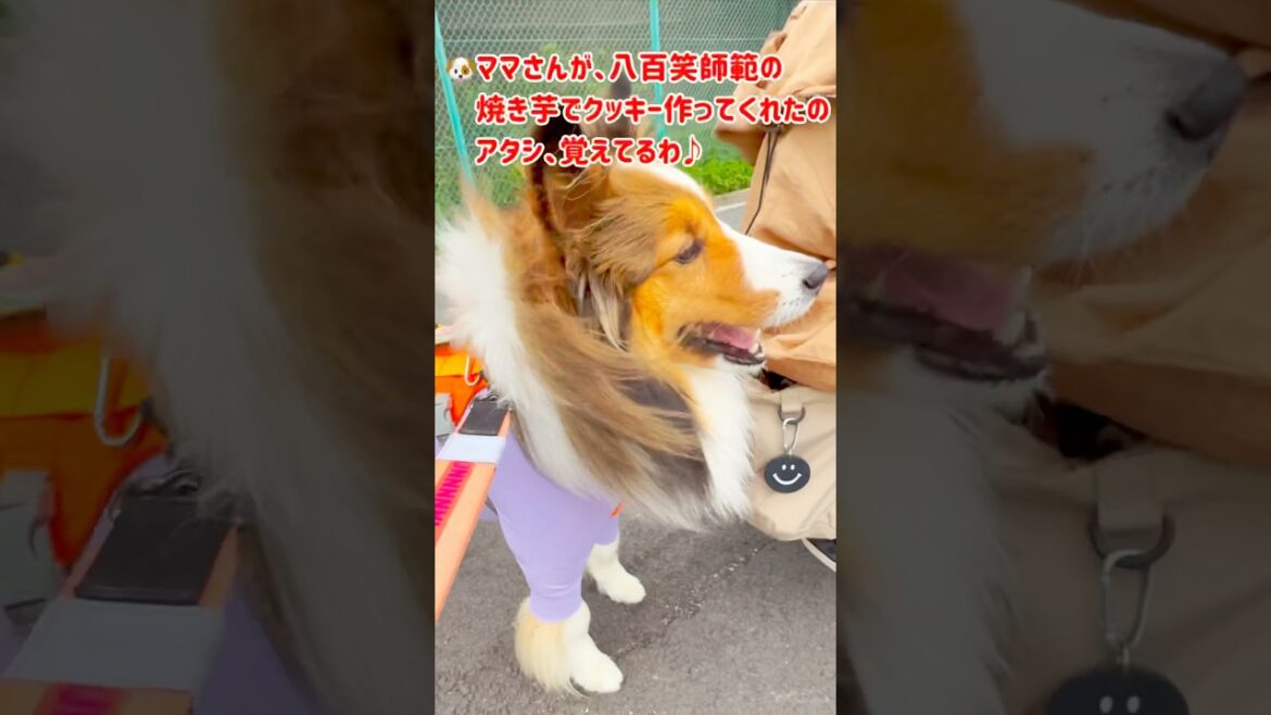 バロン帰還🎉八百笑師範を追え🍠友情と焼き芋の再会物語#shorts