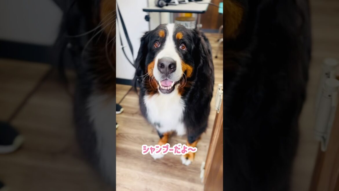 【ペット美容室】1年で一番モフモフ❗️バーニーズの最太しっぽ🐾