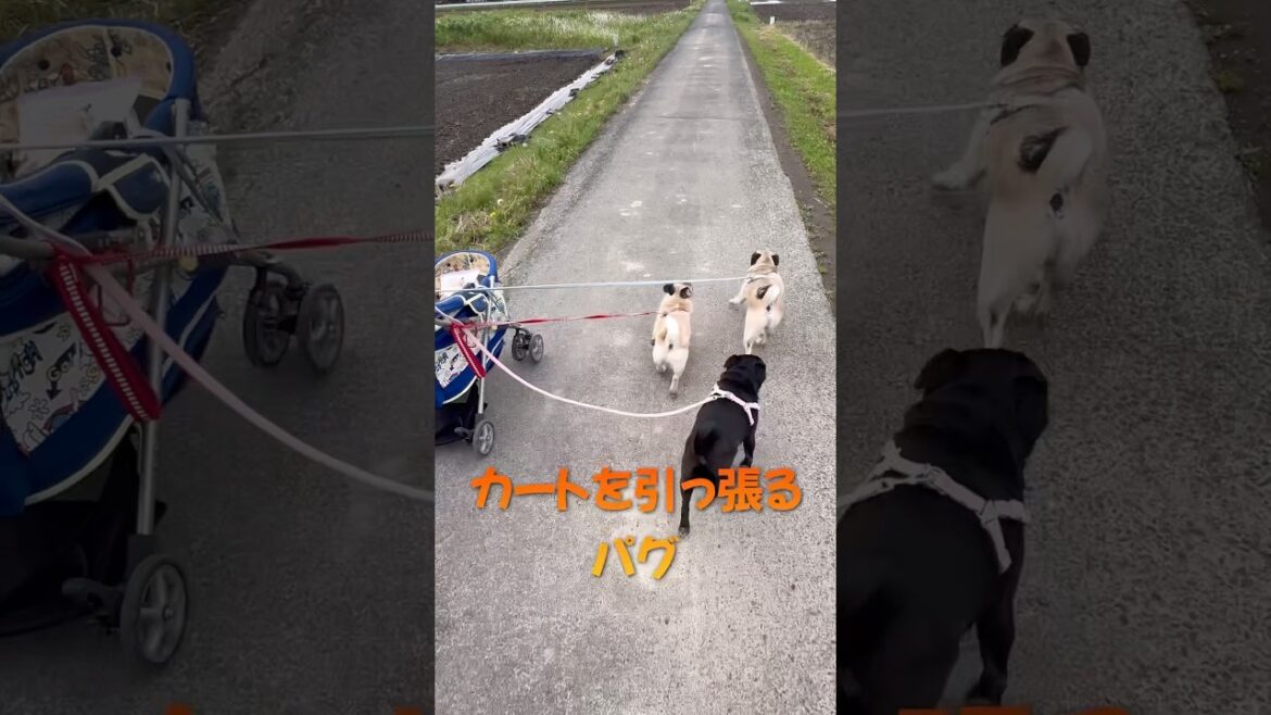 カートを引っ張るパグ#shorts #pug #dog