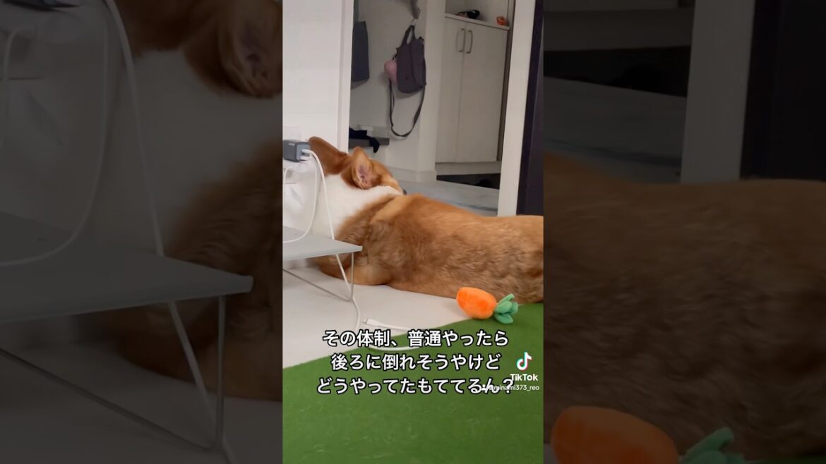 犬って肩とかこらへんのかな？#コーギー#コーギー犬#コーギーのいる暮らし #犬 #犬のいる暮らし #犬のいる生活 #corgi #dog